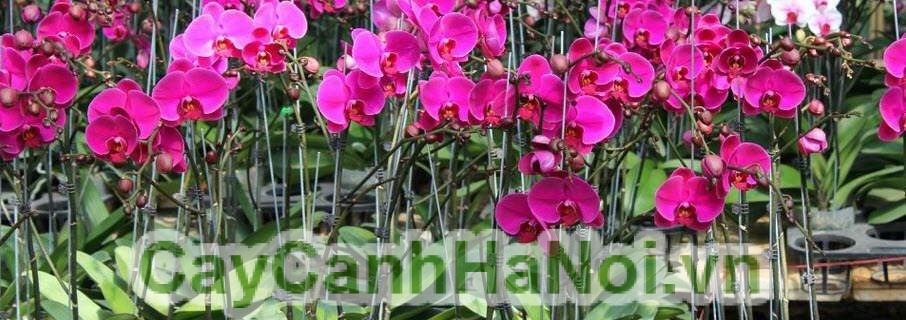 Lan Hồ Điệp Tím