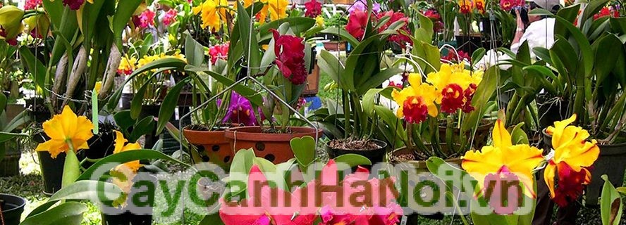 Lan Hồ Điệp Vàng